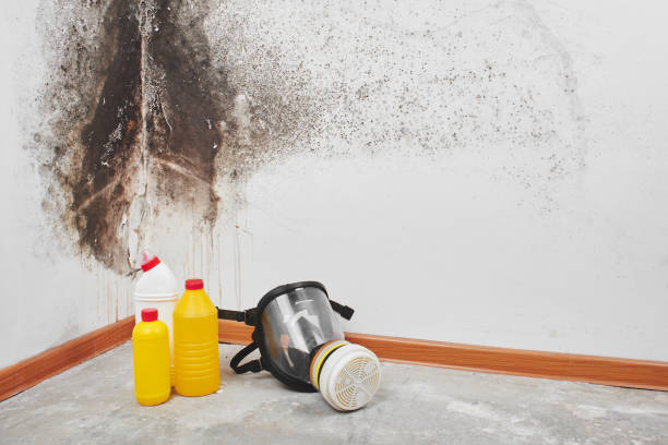 Best Commercial Mold Removal  in Mesquite, NV
