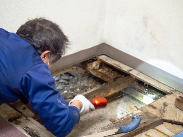 Best Mold Damage Repair  in Mesquite, NV