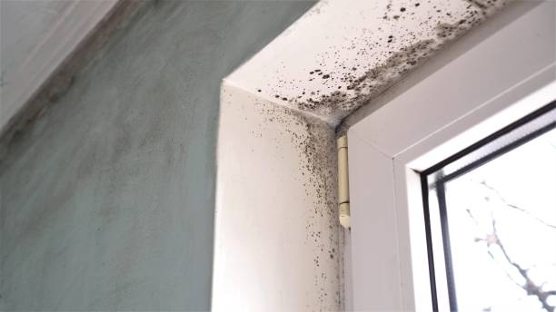 Best Emergency Mold Removal  in Mesquite, NV