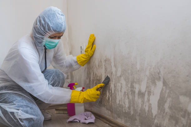 Certified Mold Removal in Mesquite, NV