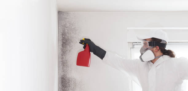 Best Black Mold Removal  in Mesquite, NV