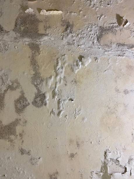 Best Mold Testing  in Mesquite, NV