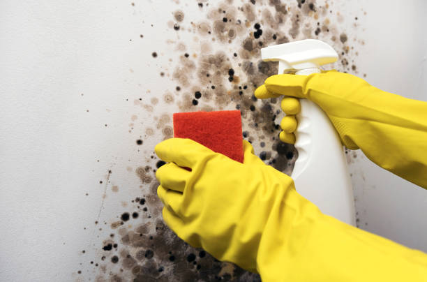 Best Mold Testing  in Mesquite, NV