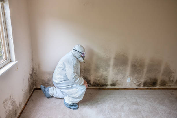 Best Commercial Mold Removal  in Mesquite, NV