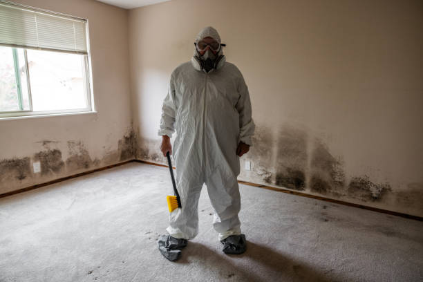 Best Professional Mold Removal  in Mesquite, NV