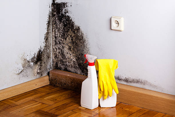 Best Mold Removal Specialists  in Mesquite, NV