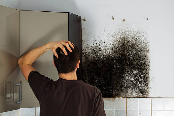 Best Mold Remediation Experts  in Mesquite, NV