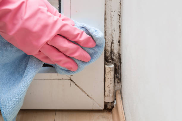 Professional Mold Removal in Mesquite, NV